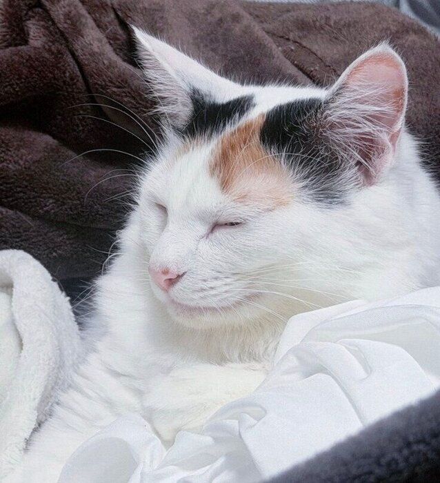 まったりするエリスちゃん