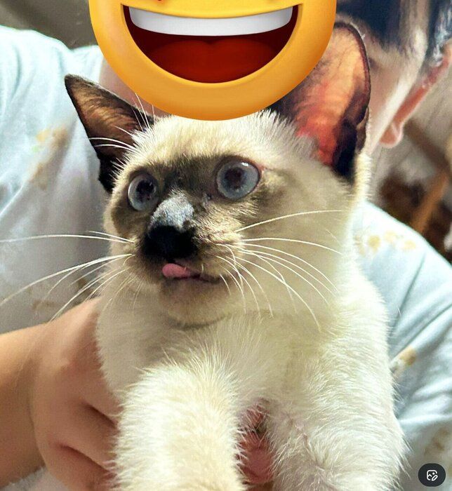 お迎え当時のるるちゃん