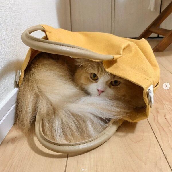 バッグの中に入るアランくん