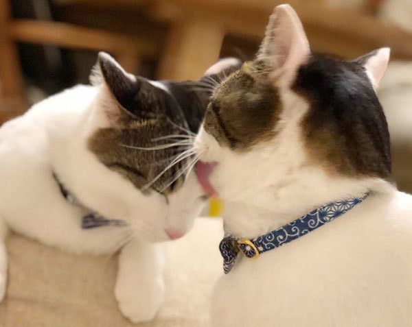 仲良しの猫