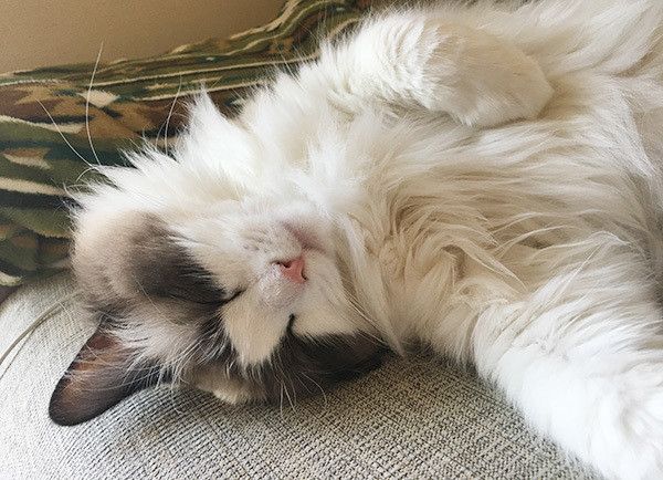 眠る猫