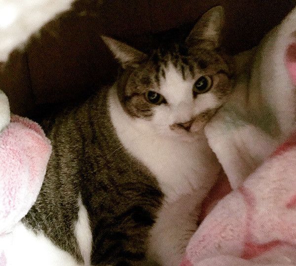 見つめる猫