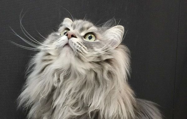 見上げる猫