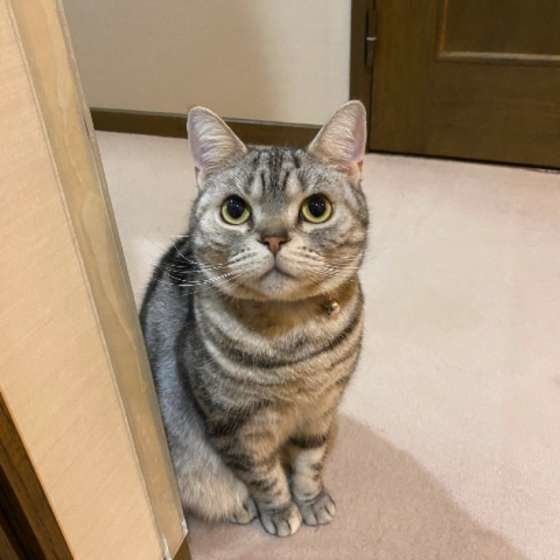 画像/ねこのきもちアプリ投稿写真