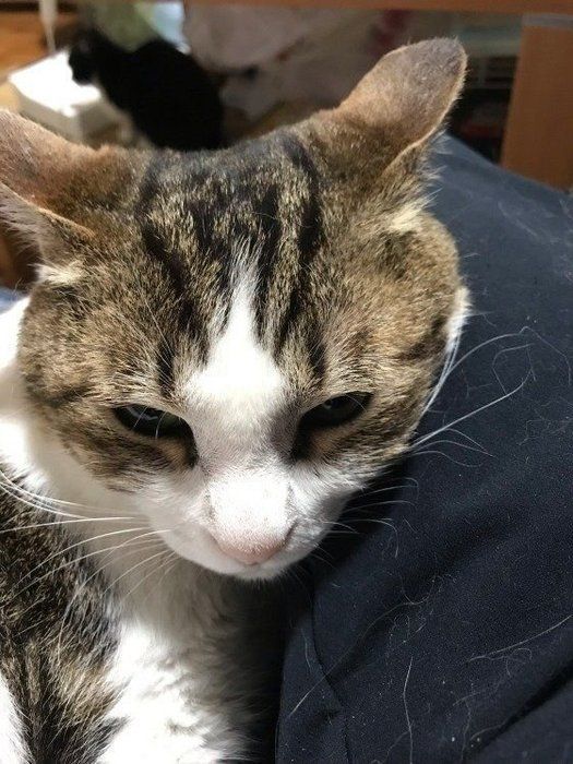 ねこのきもち投稿写真ギャラリー