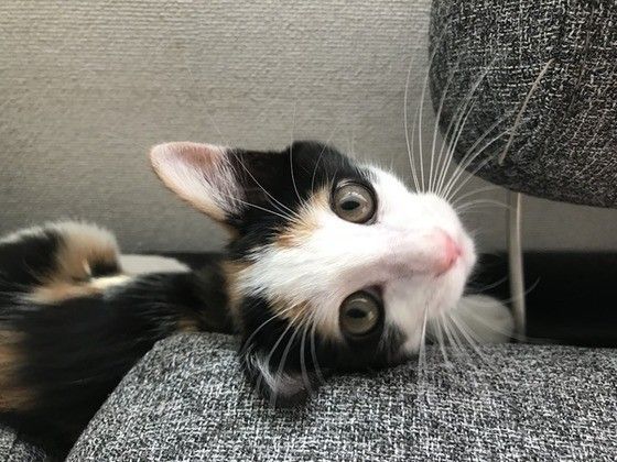 見つめる猫