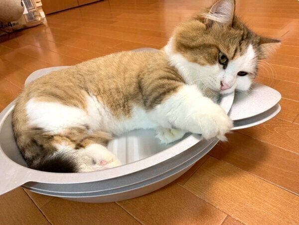 まったりくつろぐ秀吉くん