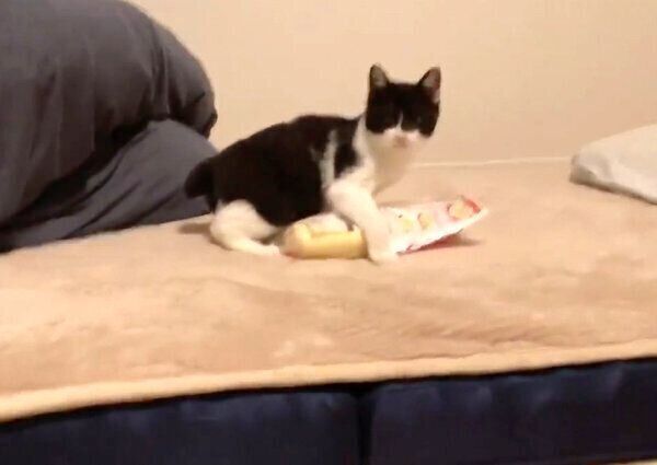 マヨネーズを奪うぼに助ちゃん
