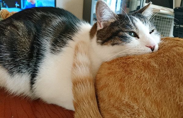 くつろぐ猫