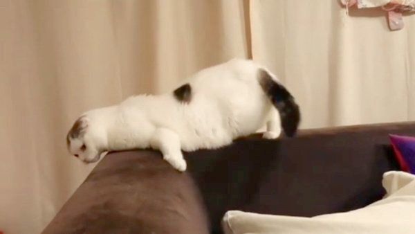 ソファの背もたれでくつろぐライくん