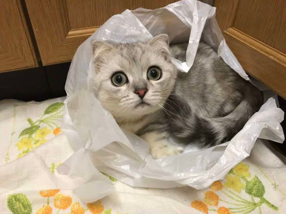 袋に入るマンチカン