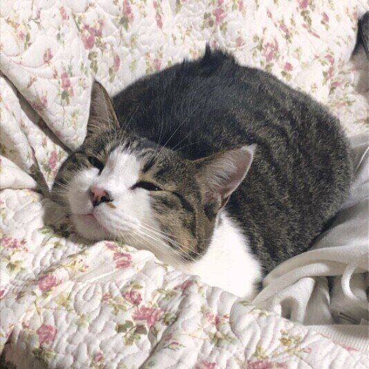 キジトラのろくちゃん