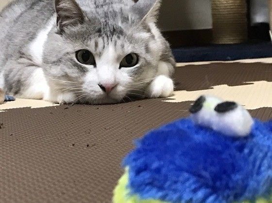 今、捕まえにいくニャ