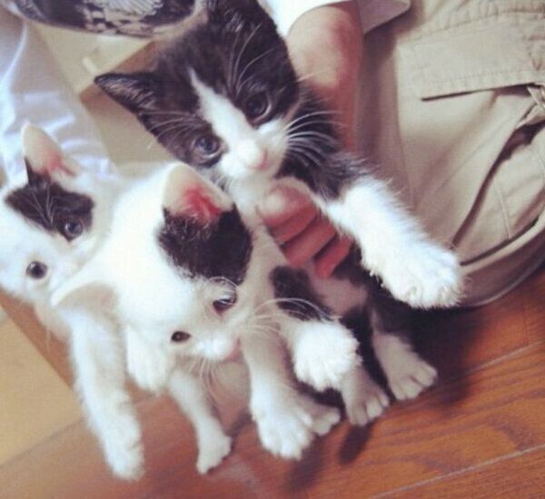 保護された子猫たち