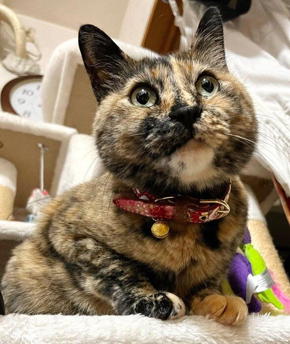 まったりする冨来ちゃん