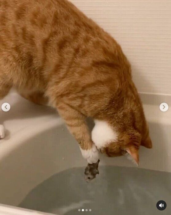 湯船に落ちたねずみを見つめるいなりくん