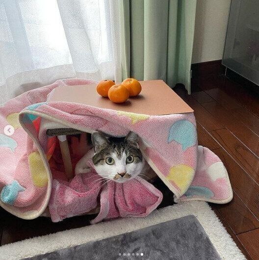 猫用こたつに入る猫のまろくん