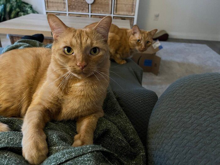 飼い主さんのそばでまったりする2匹