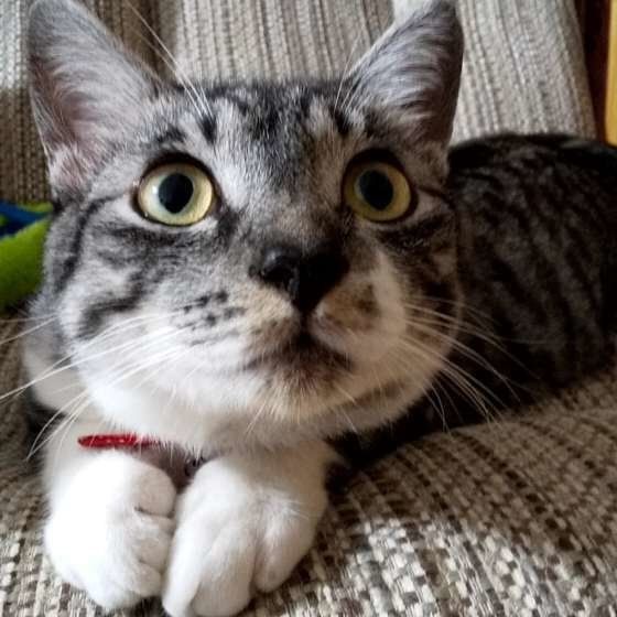 見つめる猫