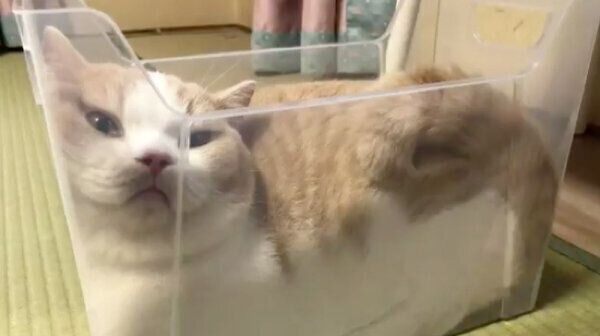 箱の中でとろけるてんぷらちゃん