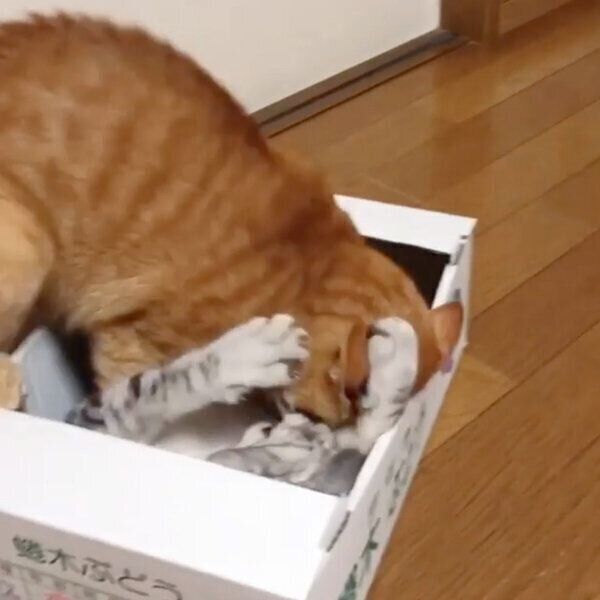 猫たちの箱を巡る仁義なき戦い