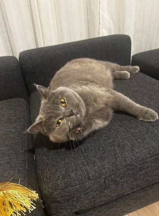 ソファでくつろぐブリティッシュショートヘア