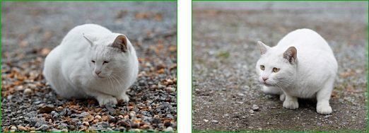 ねこのきもちWEB MAGAZINE