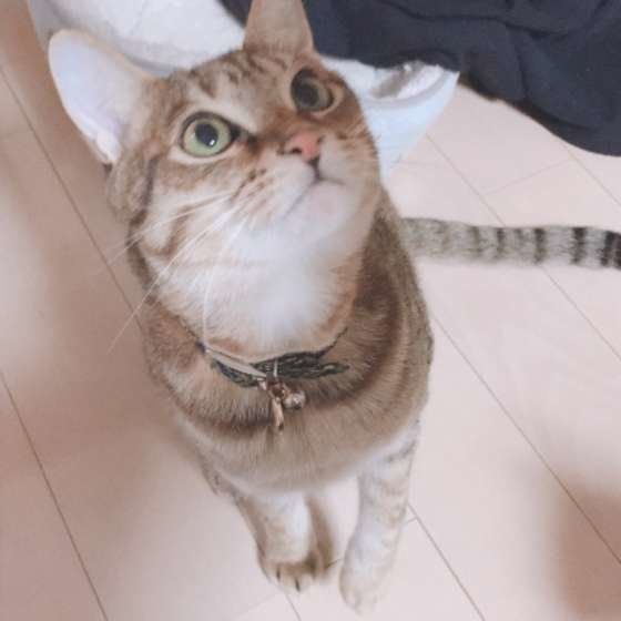 おやつを待つ猫(MIX、♂)