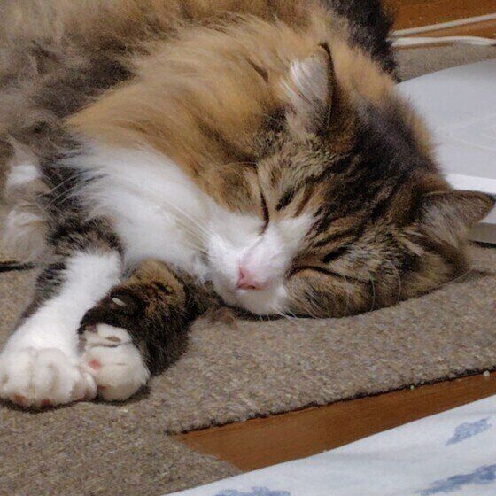 床に寝転がるサイベリアン