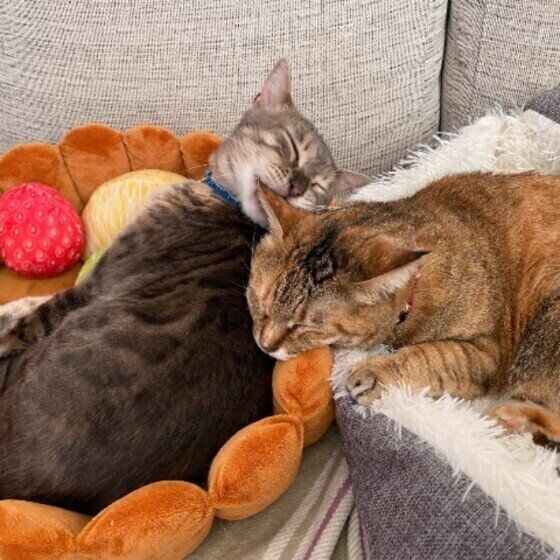 寄り添って眠る猫