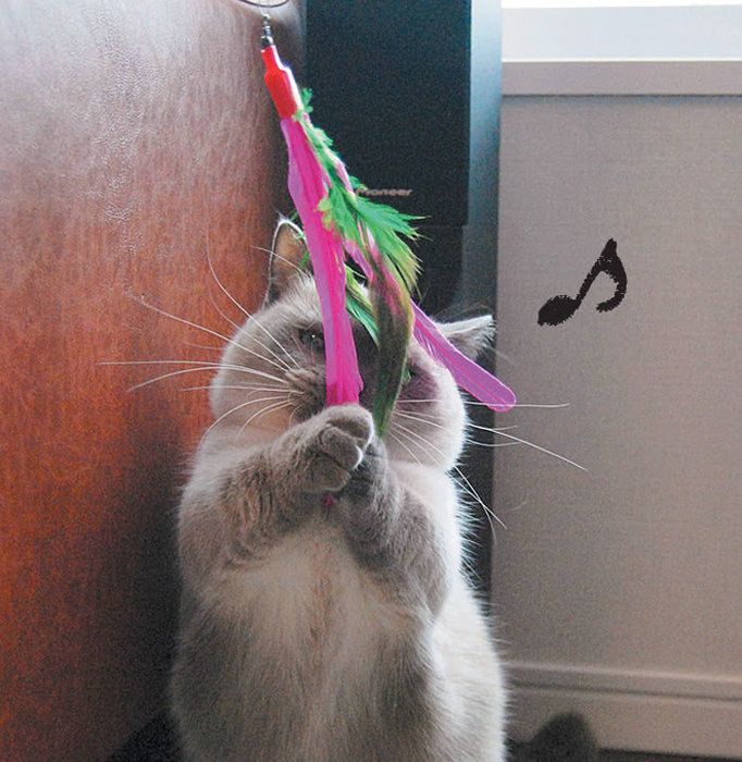 パタパタで遊ぶ猫4