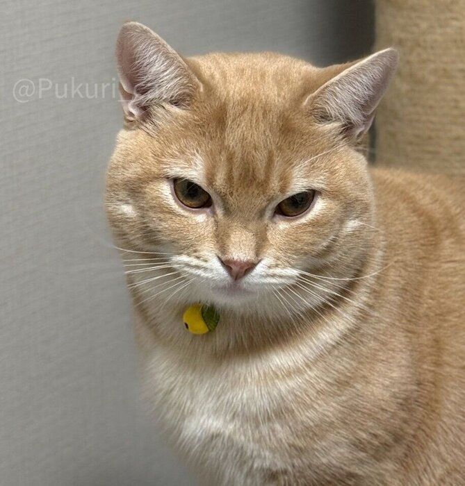 ミクくんの素顔がこちら