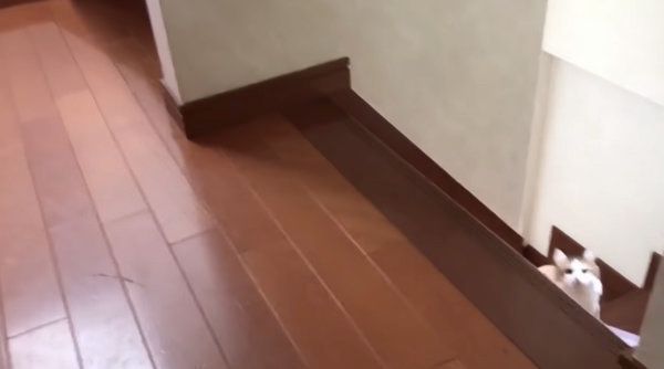 名前を呼ばれると必ずやってくる猫