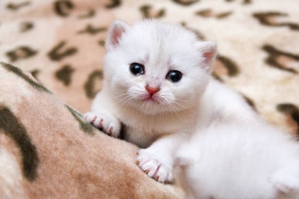 かわいい小さな白いイギリス子猫が泣いていて