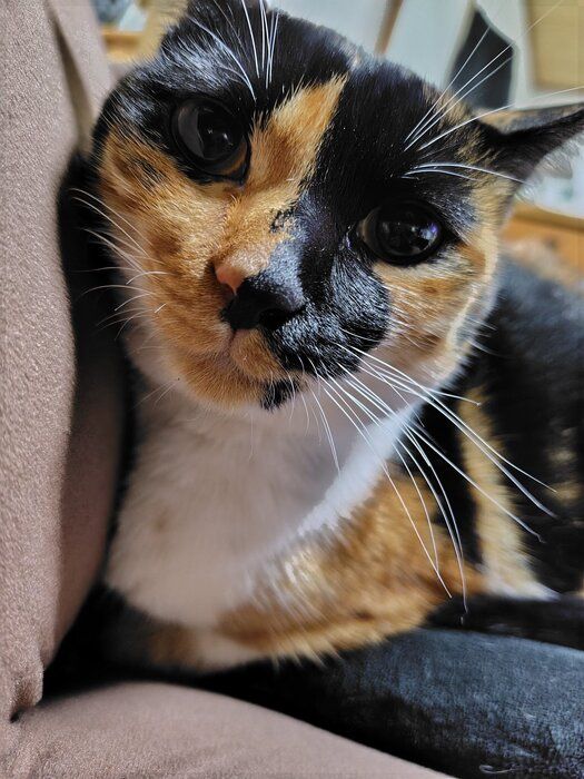 1才8カ月の猫