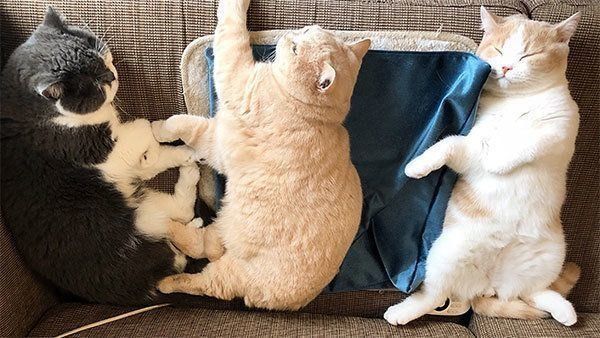 眠るじろうさん、みかんちゃん、てんぷらちゃん