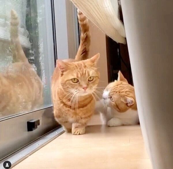 茶太郎くんのお腹を触るきなこちゃん