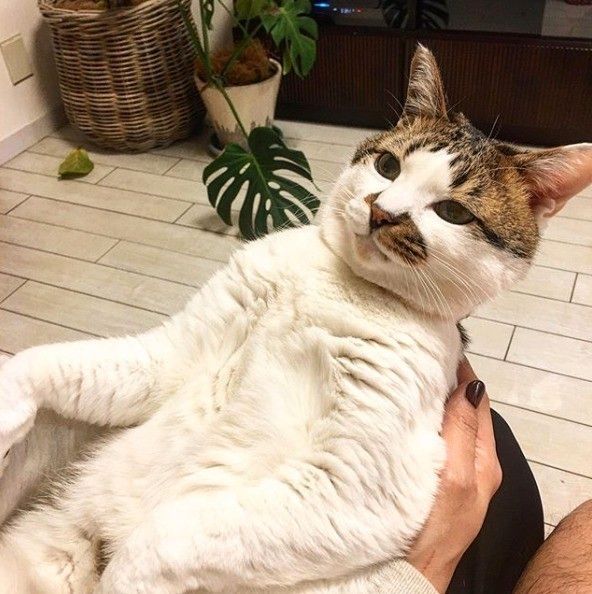 背筋を伸ばして飼い主さんを見つめる猫
