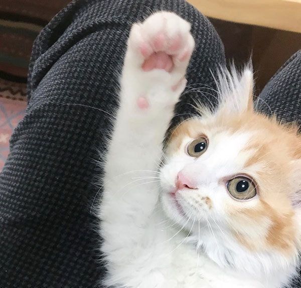のぶおちゃん