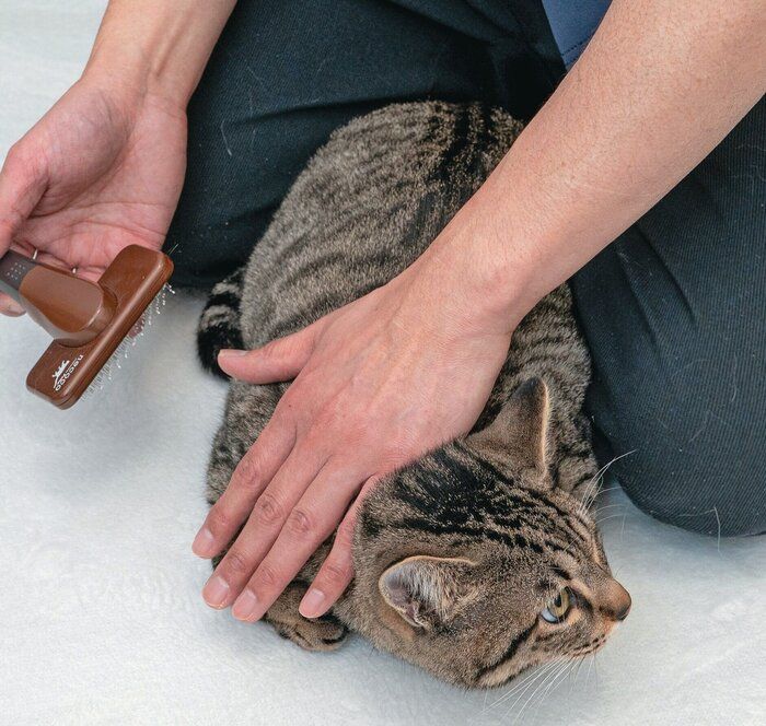 片手を首の後ろに添えて保定する様子