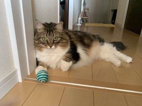 ノルウェージアンフォレストキャット
