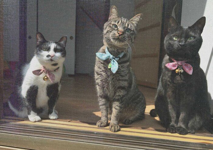 草むしりをする飼い主さんを応援するように見つめる3匹