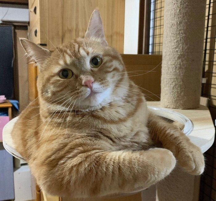 キャットタワーでまったりするさっちゃん