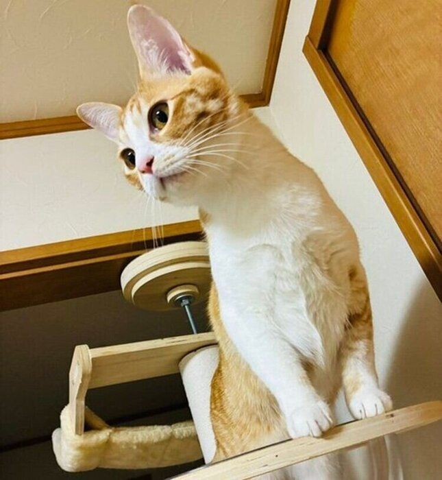キャットタワーの上から周囲を見渡すのんちゃん