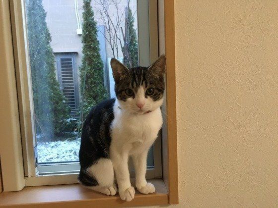 雪を眺める猫