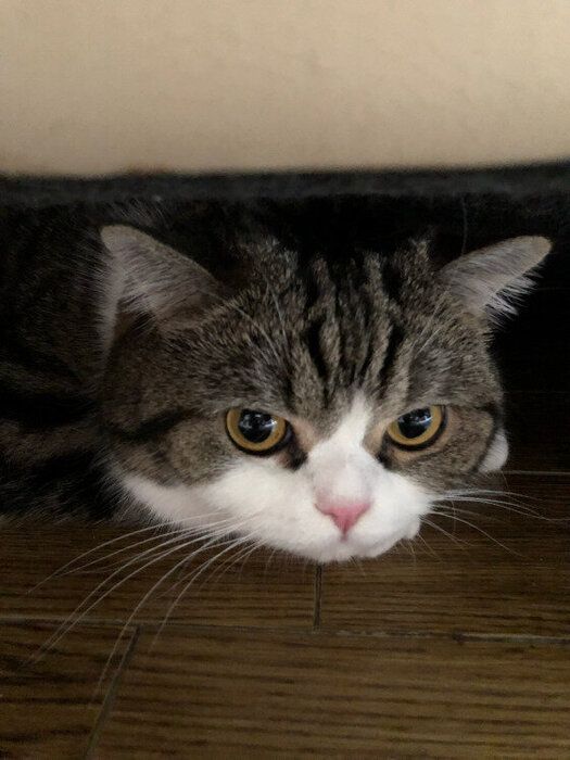 好きだね