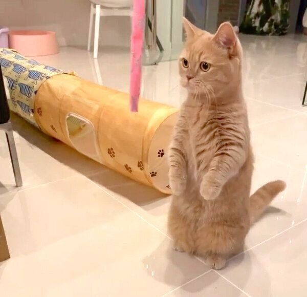 マンチカン立ちをするここちゃん
