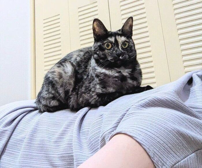 飼い主さんの上に乗るかのこちゃん