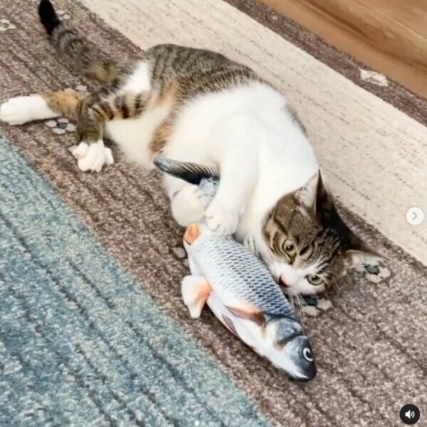 動く魚のおもちゃで遊ぶあずきちゃん