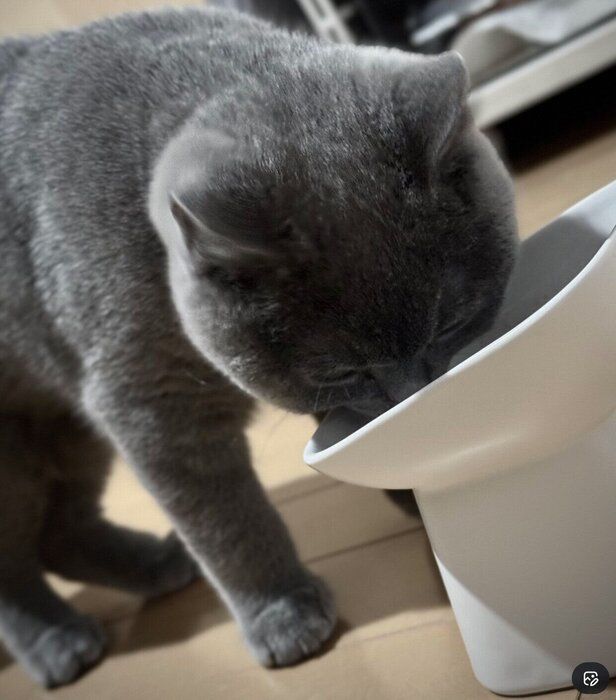 ゴハンを食べるふてのしんくん